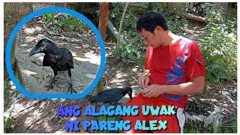 Ang Matalinong Uwak Na Alaga Ni Pareng Alex Youtube