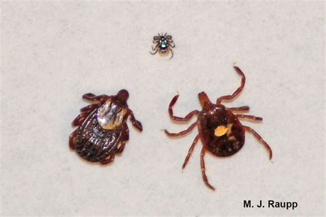 Alpha Gal And The Lone Star Tick Amblyomma Americanum — Bug Of The Week