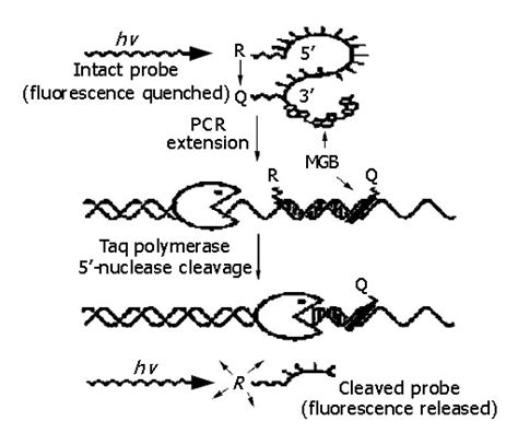 Detection Of Hepatitis B Virus Dna By Real Time Pcr Using Taqman Mgb