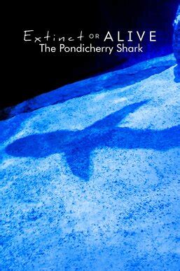 Extinct or Alive: The Pondicherry Shark | Animal Planet | Spectrum On Demand