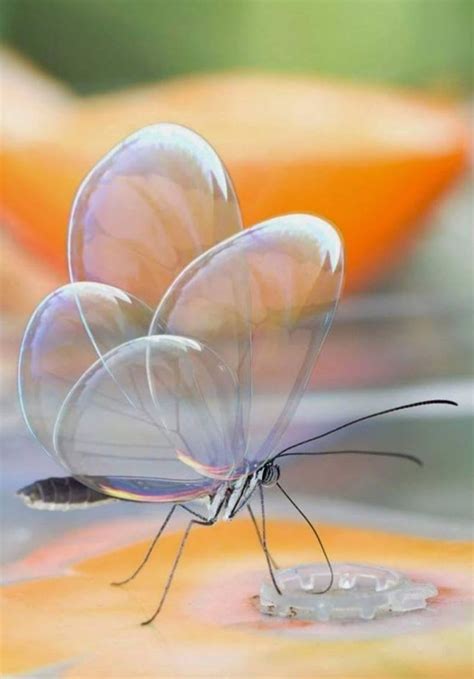 Translucent Butterfly The Wings Look Like Glass Bubbles Wild