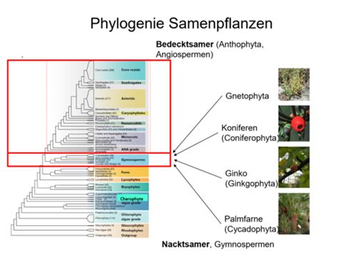 PFLANZEN 3 4 Karteikarten Quizlet