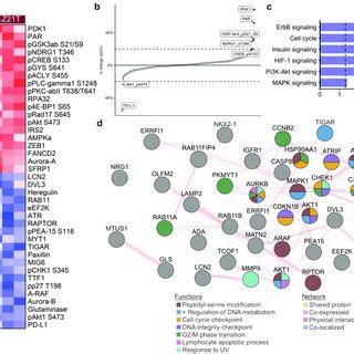 Proteomic Analysis Of Control And Gz T Treated Skin A Heatmap Of