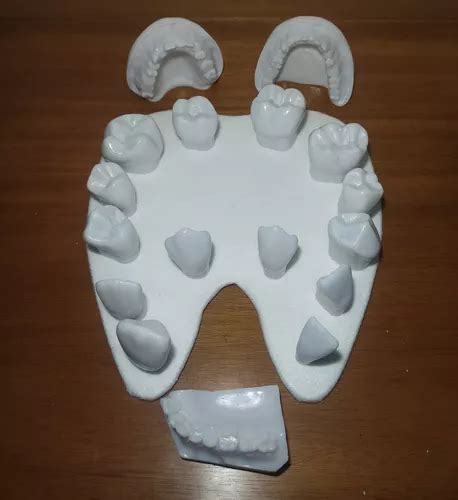 Macro Modelo Odontol Gico Dentes Para Treino Anatomia Frete Gr Tis