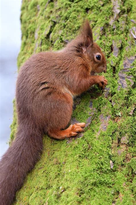 Red Squirrel Sciurus Vulgaris Stock Photo Image Of Animal Outdoors