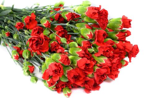 Colombia Direct Red Spray Carnations