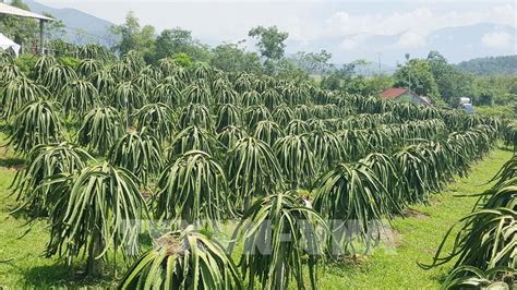 Kỹ Thuật Trồng Và Chăm Sóc Cây Thanh Long Ruột đỏ