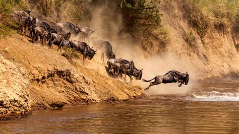 Bing Hd Wallpaper Oct Great Wildebeest Migration At Mara River