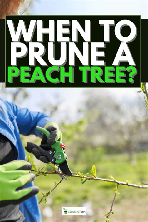 When To Prune A Peach Tree