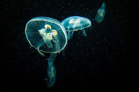 HD wallpaper: Jellyfish Dark, blue jellyfish, Animals, Sea, Black ...