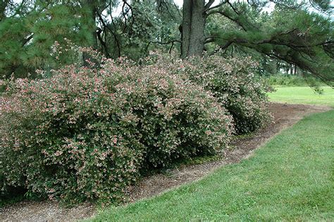 Glossy Abelia Abelia X Grandiflora In Lafayette Louisiana La At