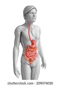 Illustration Male Small Intestine Anatomy Stock Illustration