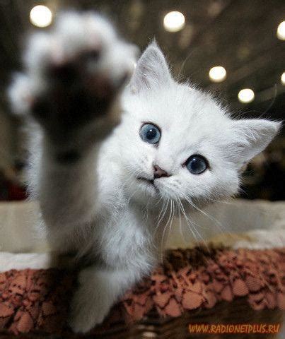 Кошки