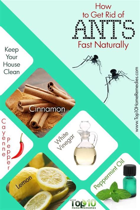 How To Get Rid Of Ants Fast And Naturally Top 10 Home Remedies Get Rid Of Ants Rid Of Ants