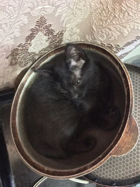 Кот-бегемот. | Пикабу