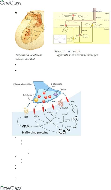 Substantia Gelatinosa Pain