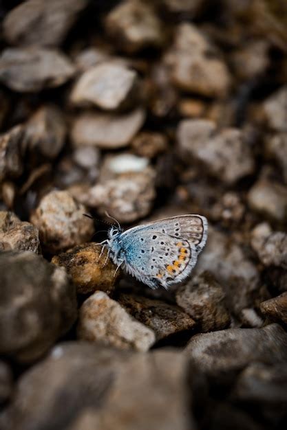 Captura Aproximada Da Borboleta Azul Comum De Amanda Polyommatus