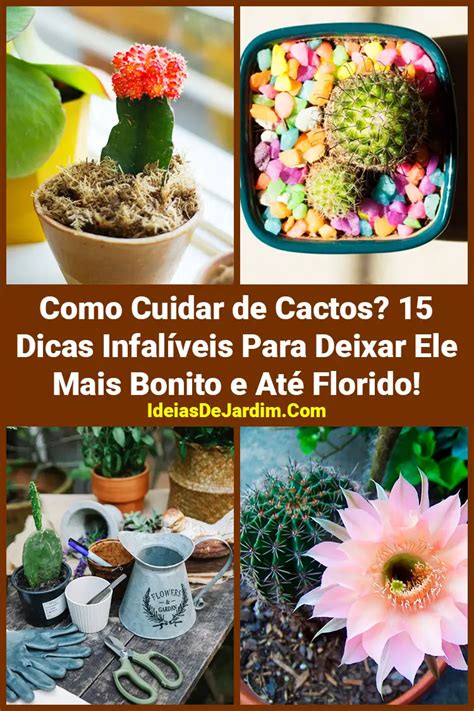 Como Cuidar De Cactos Dicas Infal Veis Para Usar