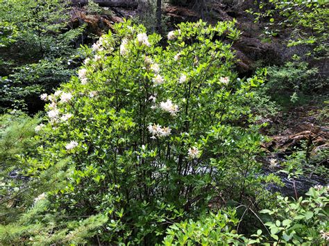 Rhododendron occidentale - Western azalea - Klamath Siskiyou Native Seeds