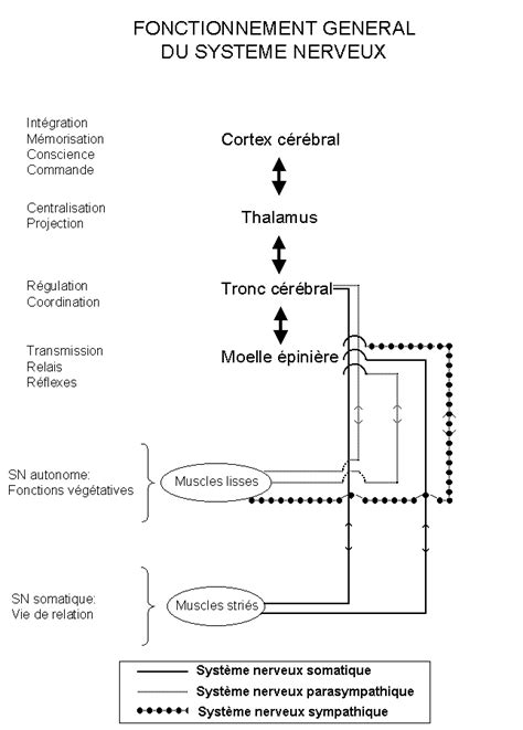 Aspects Anatomiques Et Fonctionnels Du Systeme Nerveux