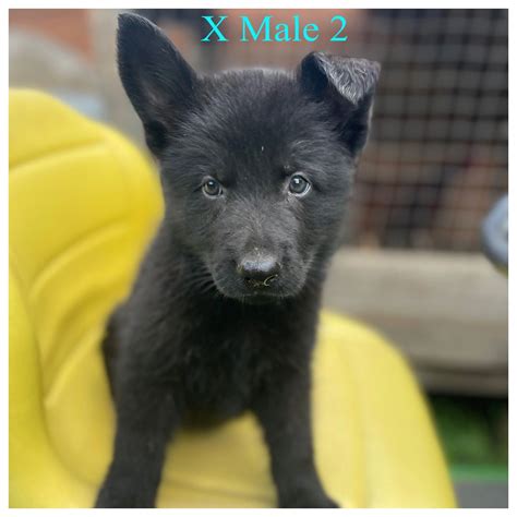 Mostly Black German Shepherd