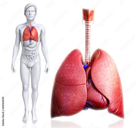 Human lungs anatomy Stock Illustration | Adobe Stock