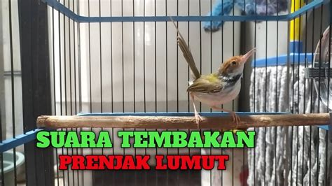 Suara Tembakan Prenjak Lumut Bagus Buat Masteran Youtube