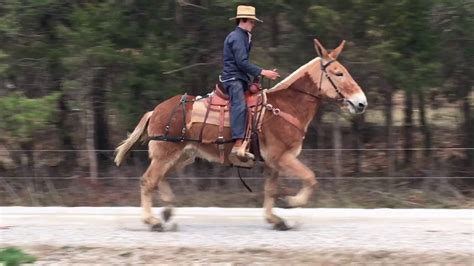 Bobby !!! Belgian draft mule for sale. Trotting video. Watch this 💥⚡️💥⚡