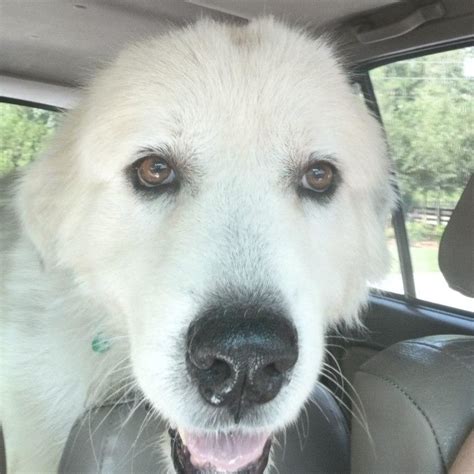 Captain Great Pyrenees Rescue Of Atlanta