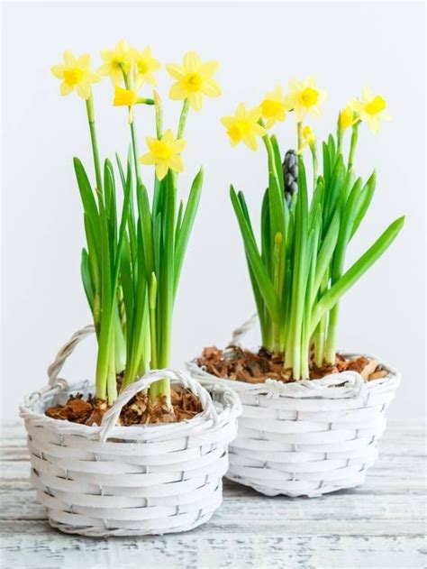 How To Grow Daffodil Flower Plants At Home