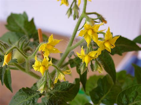 Rana Proizvodnja Paradajza Agronomija