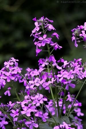 Samen Saatgut Weiße Nachtviole Hesperis matronalis Alba hier bestellen