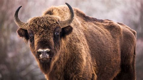 Yes Some People Really Do Try To Pet The Bison At Yellowstone Advnture