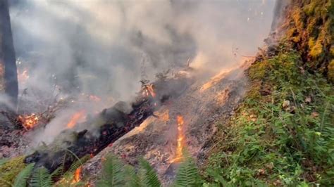 New Wildfire Discovered Near Port Alberni B C