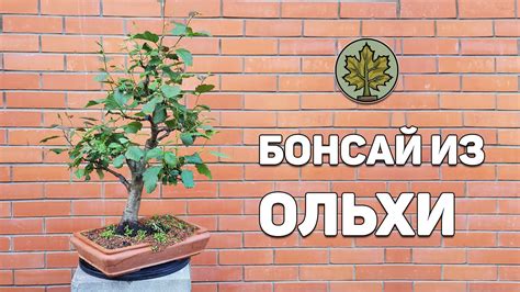Бонсай из ольхи, возможно ли это? - YouTube