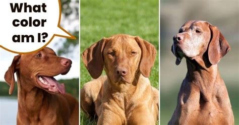 Hungarian Vizsla Colors: A Guide To Standard Vizsla Coat Colors | It's ...