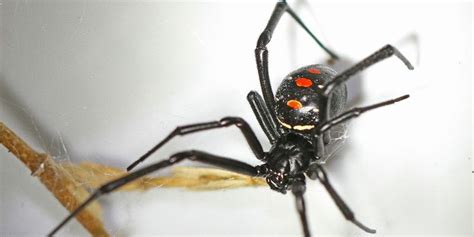 6 Most Venomous Spiders in Florida | Identification and Risk