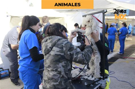 Invitan a jornada de esterilización gratuita para perros y gatos en