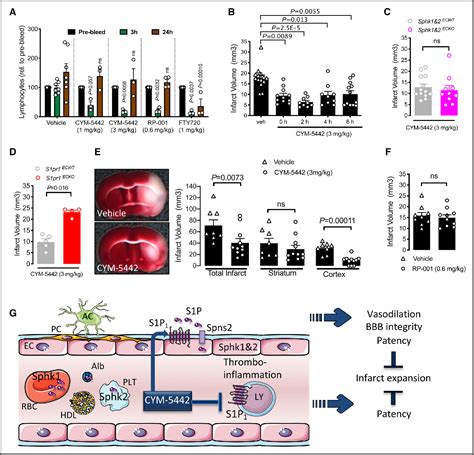 Endothelial S1P1 Signaling Counteracts Infarct Expansion In Ischemic