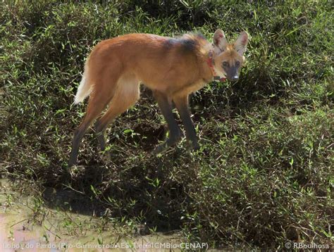 ONG lança campanha de financiamento coletivo para monitorar lobos