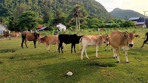 Sapi Lembu Jinak Berkeliaran Berlari Larian Di Ladang Rumput Beramai