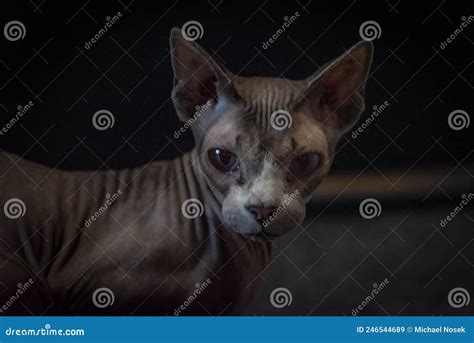 Naked Beautiful Cat Indoor In Dark Room Stock Image Image Of Feline Lovely