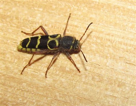 Bugs With Black And Yellow Stripes