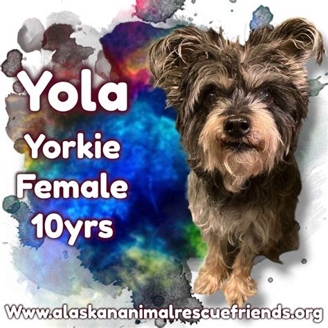 Dog for adoption - Yola, a Yorkshire Terrier in Anchorage, AK | Petfinder