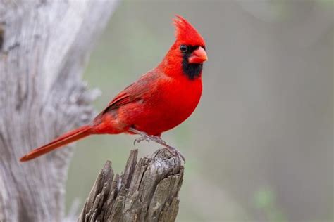 Red Birds A Comprehensive Guide