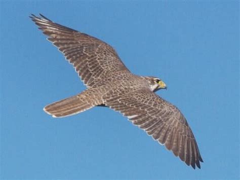 Falcon Images: Falcon Flying Falcon Bird Of Prey