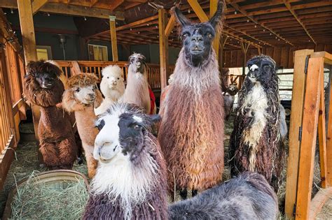 Mtn Peaks Therapy Llamas Alpacas