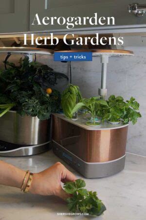 Everything You Need To Know About Aerogarden Herbs