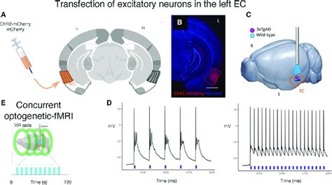 Optogenetic Stimulation Of The Excitatory Neurons In The Ec And