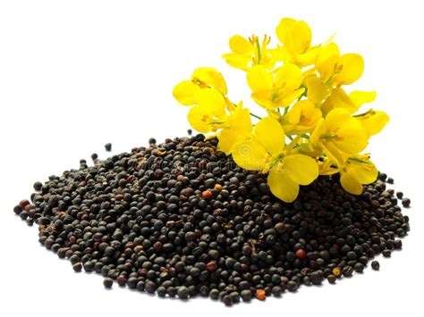 Rapeseed Plant with Yellow Flowers and Seeds. Mustard Plant Yellow ...